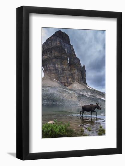 Bull Moose Walking Through Sunburst Lake, Assiniboine Provincial Park-Howie Garber-Framed Photographic Print