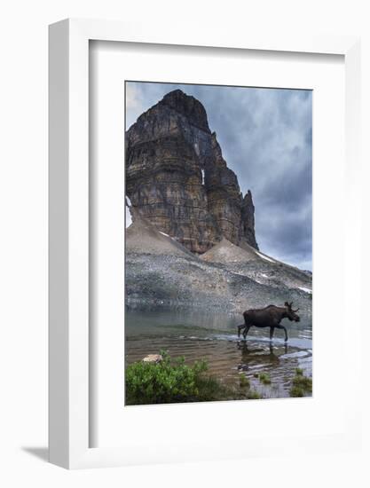 Bull Moose Walking Through Sunburst Lake, Assiniboine Provincial Park-Howie Garber-Framed Photographic Print