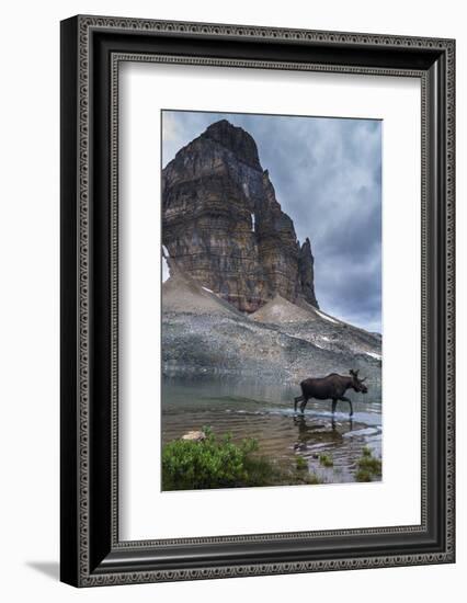 Bull Moose Walking Through Sunburst Lake, Assiniboine Provincial Park-Howie Garber-Framed Photographic Print