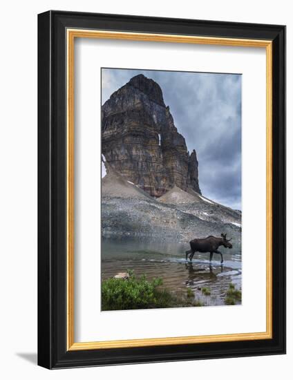 Bull Moose Walking Through Sunburst Lake, Assiniboine Provincial Park-Howie Garber-Framed Photographic Print