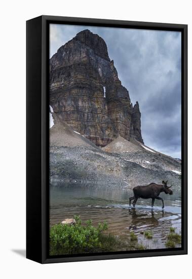 Bull Moose Walking Through Sunburst Lake, Assiniboine Provincial Park-Howie Garber-Framed Premier Image Canvas