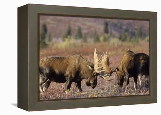 Bull Moose Wildlife, Denali National Park, Alaska, USA-Gerry Reynolds-Framed Premier Image Canvas