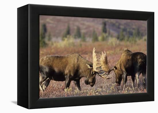 Bull Moose Wildlife, Denali National Park, Alaska, USA-Gerry Reynolds-Framed Premier Image Canvas