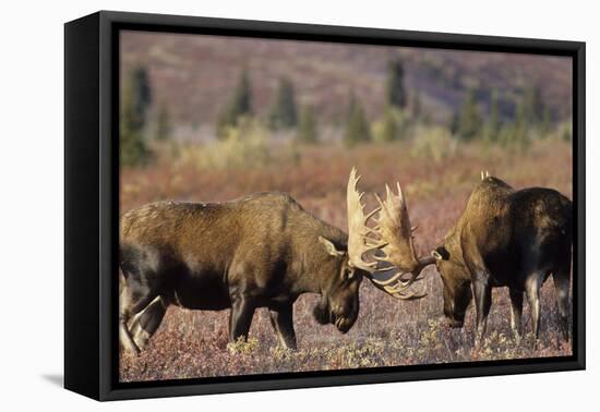 Bull Moose Wildlife, Denali National Park, Alaska, USA-Gerry Reynolds-Framed Premier Image Canvas