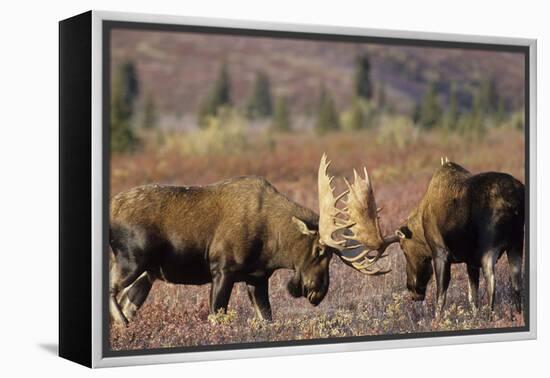 Bull Moose Wildlife, Denali National Park, Alaska, USA-Gerry Reynolds-Framed Premier Image Canvas