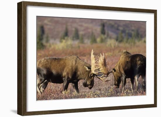 Bull Moose Wildlife, Denali National Park, Alaska, USA-Gerry Reynolds-Framed Photographic Print