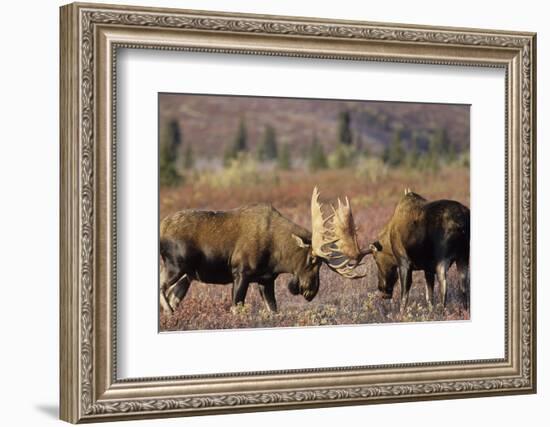 Bull Moose Wildlife, Denali National Park, Alaska, USA-Gerry Reynolds-Framed Photographic Print