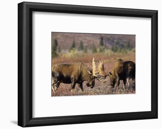 Bull Moose Wildlife, Denali National Park, Alaska, USA-Gerry Reynolds-Framed Photographic Print