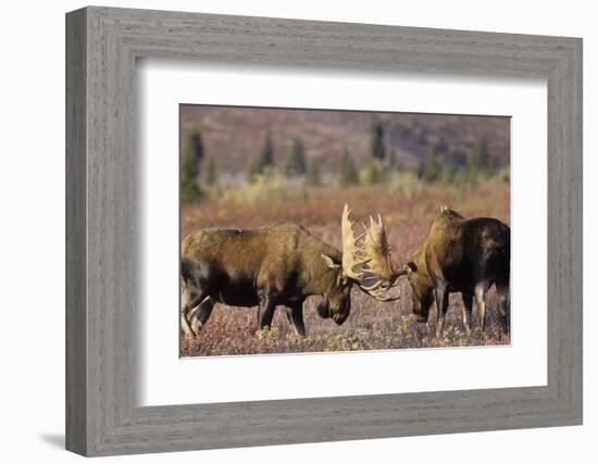 Bull Moose Wildlife, Denali National Park, Alaska, USA-Gerry Reynolds-Framed Photographic Print