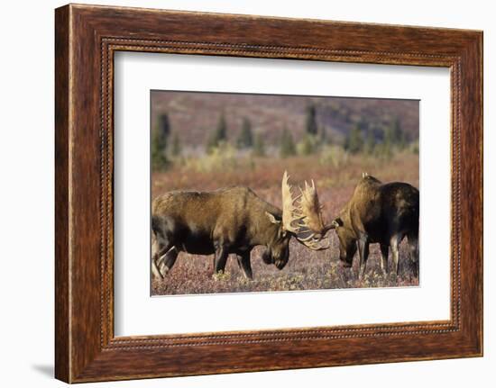 Bull Moose Wildlife, Denali National Park, Alaska, USA-Gerry Reynolds-Framed Photographic Print