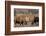 Bull Moose Wildlife, Denali National Park, Alaska, USA-Gerry Reynolds-Framed Photographic Print