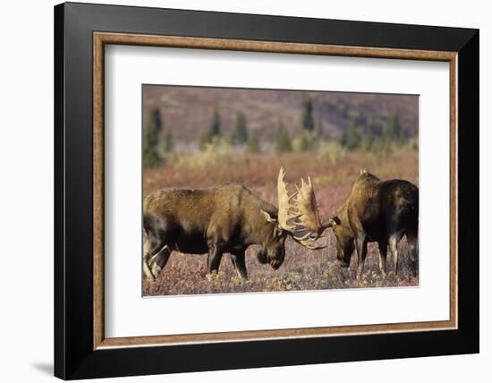 Bull Moose Wildlife, Denali National Park, Alaska, USA-Gerry Reynolds-Framed Photographic Print