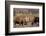 Bull Moose Wildlife, Denali National Park, Alaska, USA-Gerry Reynolds-Framed Photographic Print