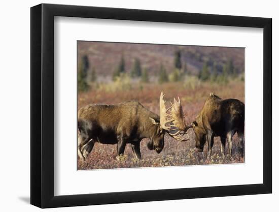 Bull Moose Wildlife, Denali National Park, Alaska, USA-Gerry Reynolds-Framed Photographic Print