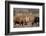 Bull Moose Wildlife, Denali National Park, Alaska, USA-Gerry Reynolds-Framed Photographic Print