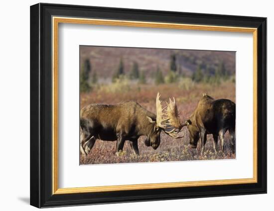 Bull Moose Wildlife, Denali National Park, Alaska, USA-Gerry Reynolds-Framed Photographic Print