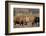 Bull Moose Wildlife, Denali National Park, Alaska, USA-Gerry Reynolds-Framed Photographic Print