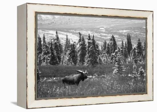 Bull Moose Wildlife, Denali National Park and Preserve, Alaska, USA-Hugh Rose-Framed Premier Image Canvas