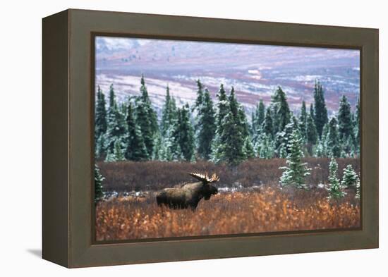 Bull Moose Wildlife, Denali National Park and Preserve, Alaska, USA-Hugh Rose-Framed Premier Image Canvas