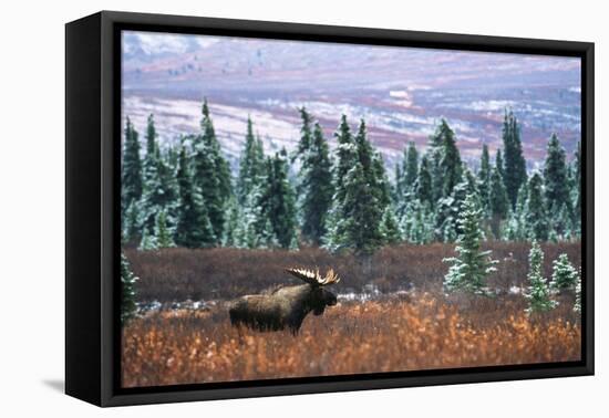 Bull Moose Wildlife, Denali National Park and Preserve, Alaska, USA-Hugh Rose-Framed Premier Image Canvas