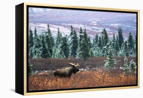 Bull Moose Wildlife, Denali National Park and Preserve, Alaska, USA-Hugh Rose-Framed Premier Image Canvas