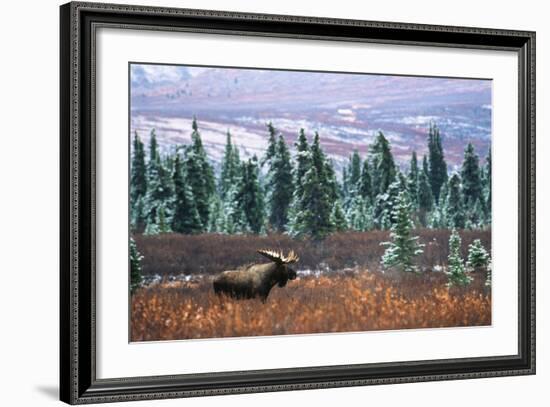 Bull Moose Wildlife, Denali National Park and Preserve, Alaska, USA-Hugh Rose-Framed Photographic Print