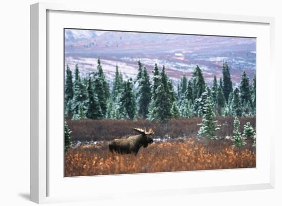 Bull Moose Wildlife, Denali National Park and Preserve, Alaska, USA-Hugh Rose-Framed Photographic Print