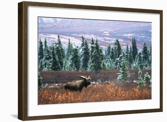 Bull Moose Wildlife, Denali National Park and Preserve, Alaska, USA-Hugh Rose-Framed Photographic Print