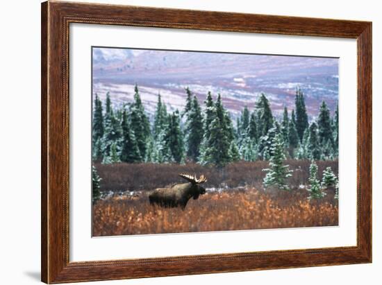 Bull Moose Wildlife, Denali National Park and Preserve, Alaska, USA-Hugh Rose-Framed Photographic Print