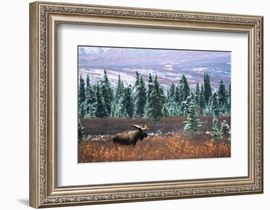 Bull Moose Wildlife, Denali National Park and Preserve, Alaska, USA-Hugh Rose-Framed Photographic Print