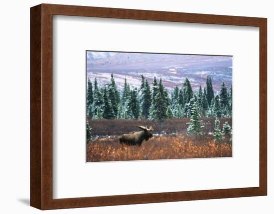 Bull Moose Wildlife, Denali National Park and Preserve, Alaska, USA-Hugh Rose-Framed Photographic Print