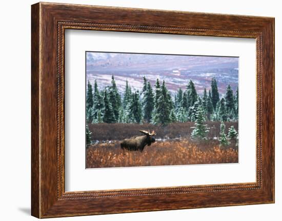 Bull Moose Wildlife, Denali National Park and Preserve, Alaska, USA-Hugh Rose-Framed Photographic Print