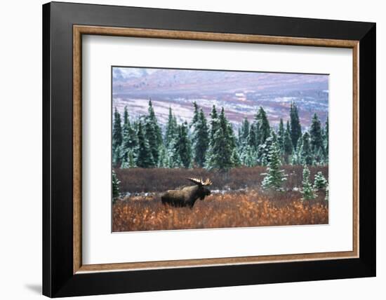 Bull Moose Wildlife, Denali National Park and Preserve, Alaska, USA-Hugh Rose-Framed Photographic Print