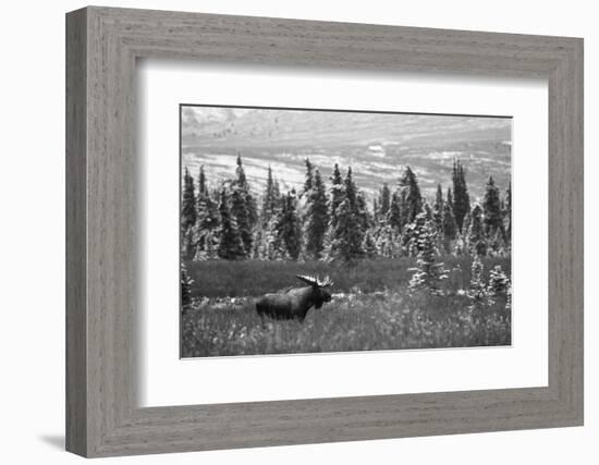 Bull Moose Wildlife, Denali National Park and Preserve, Alaska, USA-Hugh Rose-Framed Photographic Print