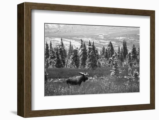 Bull Moose Wildlife, Denali National Park and Preserve, Alaska, USA-Hugh Rose-Framed Photographic Print