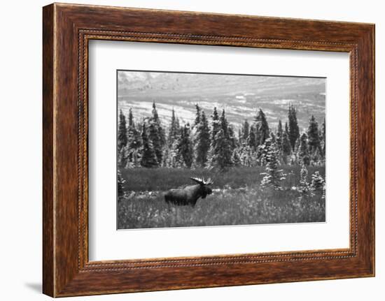 Bull Moose Wildlife, Denali National Park and Preserve, Alaska, USA-Hugh Rose-Framed Photographic Print