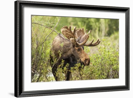 Bull Moose Wildlife Foraging in Grand Teton National Park, Wyoming, USA-Chuck Haney-Framed Photographic Print