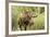 Bull Moose Wildlife Foraging in Grand Teton National Park, Wyoming, USA-Chuck Haney-Framed Photographic Print