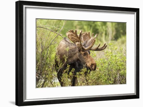 Bull Moose Wildlife Foraging in Grand Teton National Park, Wyoming, USA-Chuck Haney-Framed Photographic Print