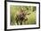 Bull Moose Wildlife Foraging in Grand Teton National Park, Wyoming, USA-Chuck Haney-Framed Photographic Print