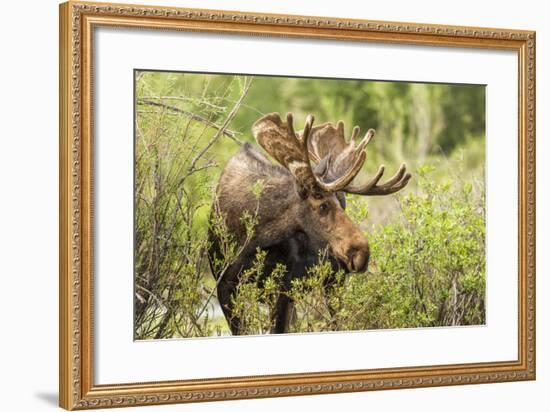 Bull Moose Wildlife Foraging in Grand Teton National Park, Wyoming, USA-Chuck Haney-Framed Photographic Print