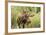 Bull Moose Wildlife Foraging in Grand Teton National Park, Wyoming, USA-Chuck Haney-Framed Photographic Print