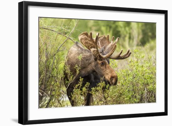 Bull Moose Wildlife Foraging in Grand Teton National Park, Wyoming, USA-Chuck Haney-Framed Photographic Print