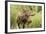 Bull Moose Wildlife Foraging in Grand Teton National Park, Wyoming, USA-Chuck Haney-Framed Photographic Print