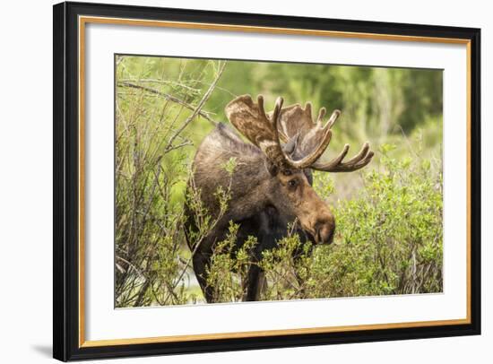 Bull Moose Wildlife Foraging in Grand Teton National Park, Wyoming, USA-Chuck Haney-Framed Photographic Print