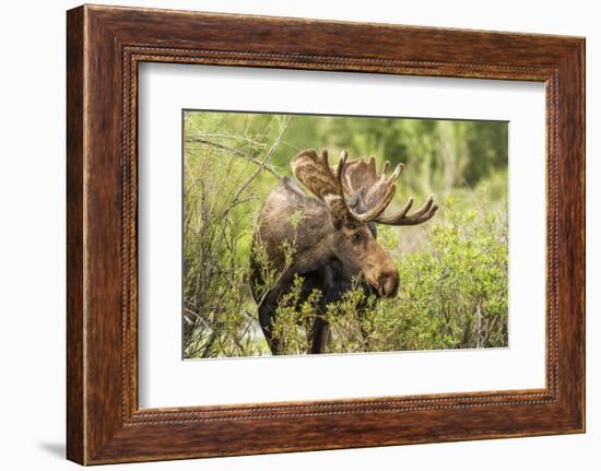 Bull Moose Wildlife Foraging in Grand Teton National Park, Wyoming, USA-Chuck Haney-Framed Photographic Print