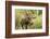 Bull Moose Wildlife Foraging in Grand Teton National Park, Wyoming, USA-Chuck Haney-Framed Photographic Print