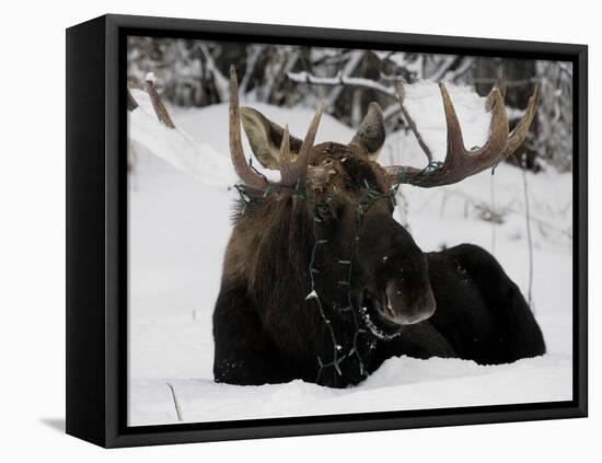 Bull Moose with Christmas Lights Tangled in its Antlers Rests in a Field in Anchorage, Alaska-null-Framed Premier Image Canvas