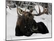Premium Photographic Print
