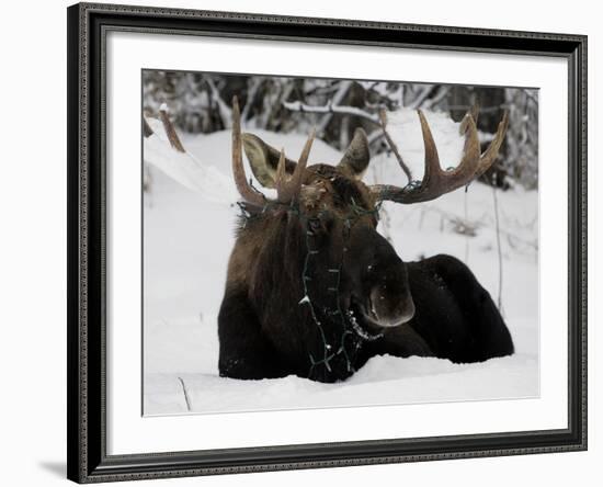 Bull Moose with Christmas Lights Tangled in its Antlers Rests in a Field in Anchorage, Alaska-null-Framed Photographic Print